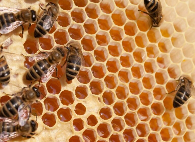 pierzga pszczela co to jest