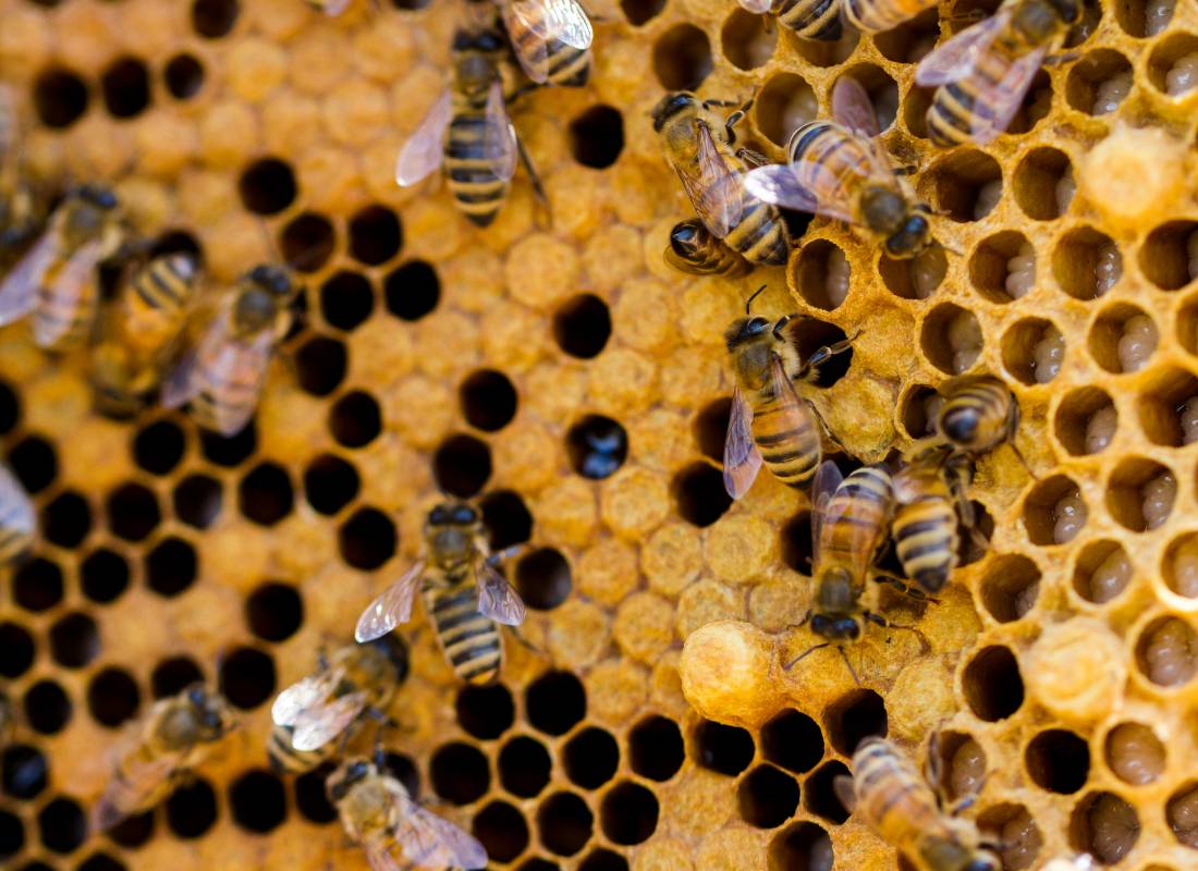 produkty pszczele właściwości