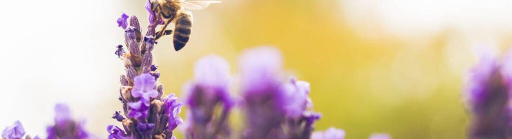 produkty pszczele właściwości