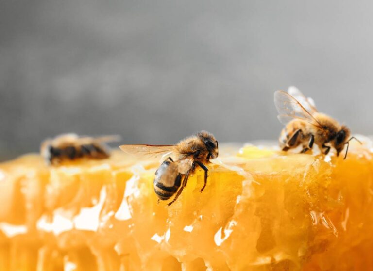 propolis właściwości zdrowotne