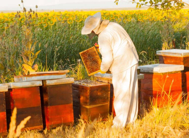 praca pszczelarza