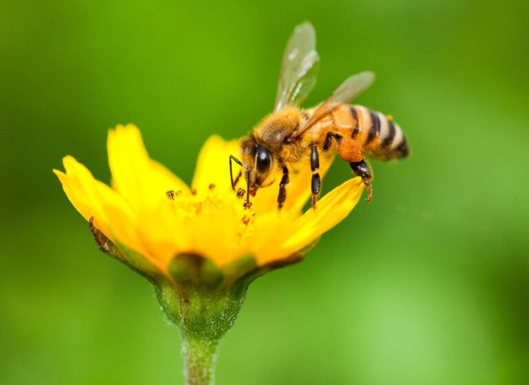 pierzga a trzustka - zależność. Właściwości pierzgi