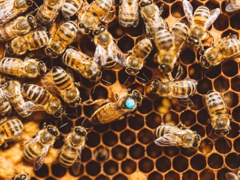 Pszczoły z królową. Obrazek w artykule Królowa pszczół. Jakie są jej zadania i jak pszczela matka wpływa na życie całej kolonii?