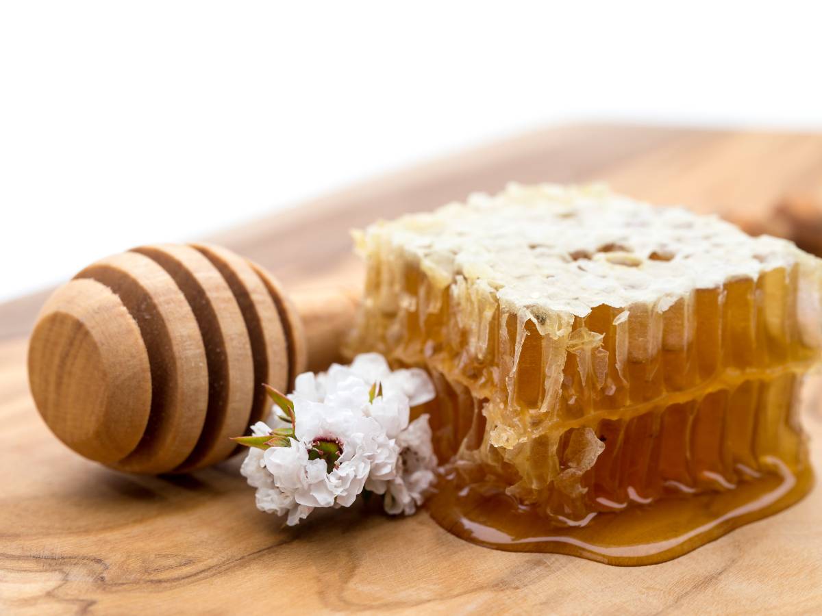 Fragment plastra miodu. Obrazek w artykule Polski odpowiednik miodu Manuka. Co to jest i jakie są właściwości miodu grycznego?