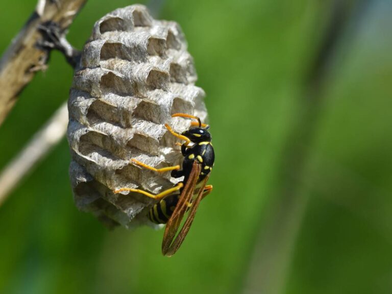 Gniazdo os. Obrazek w artykule Owady podobne do pszczoły. Jak rozpoznać czy to pszczoła?