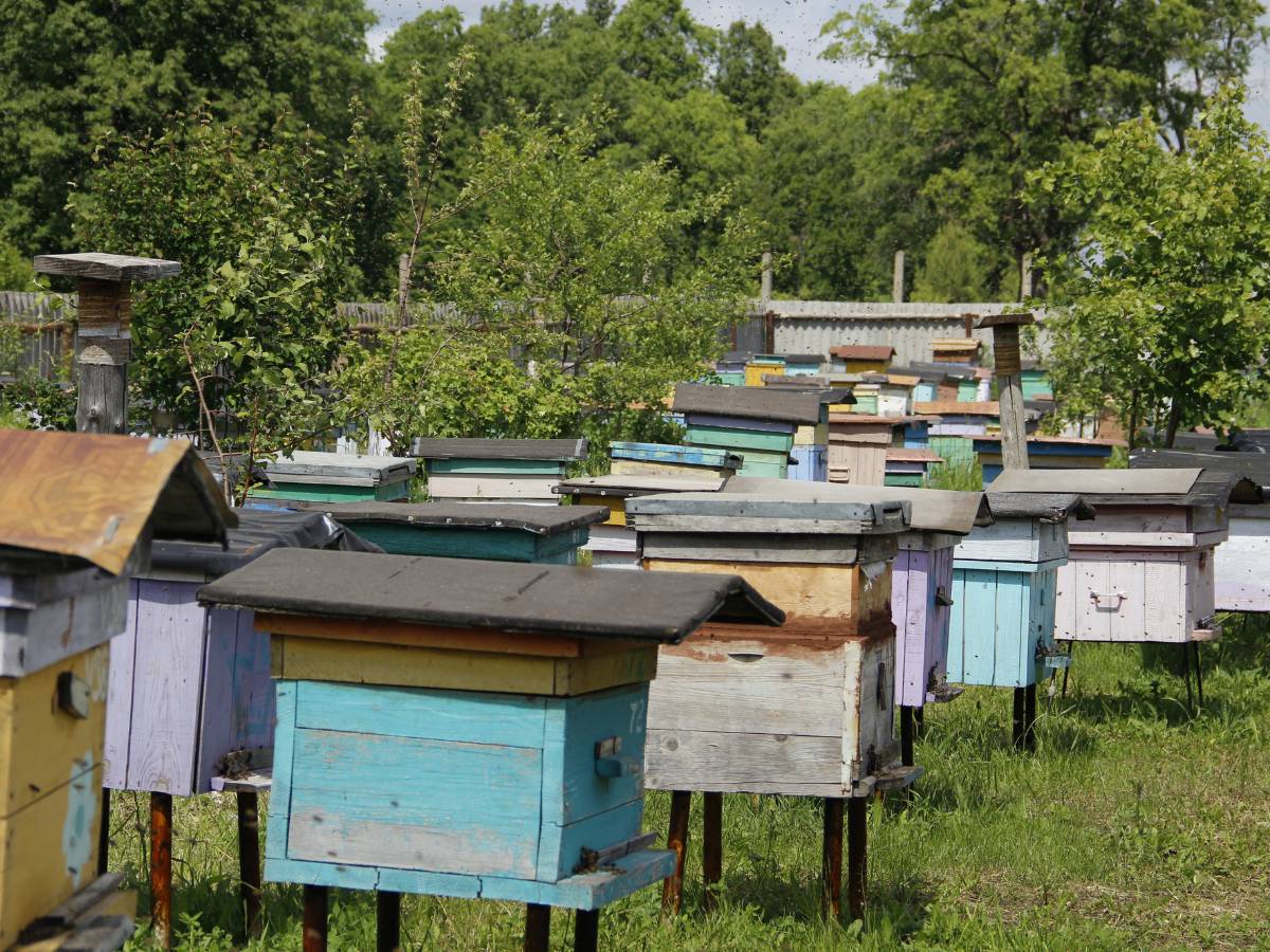 Pasieka. Obrazek w artykule Jak założyć pasiekę? Poradnik dla początkujących pszczelarzy