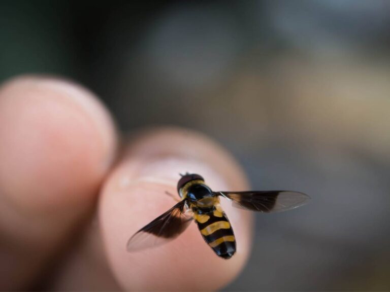 Ukąszenie pszczoły. Obrazek w artykule Użądlenie pszczoły. Jak postępować w przypadku ukąszenia przez pszczołę?