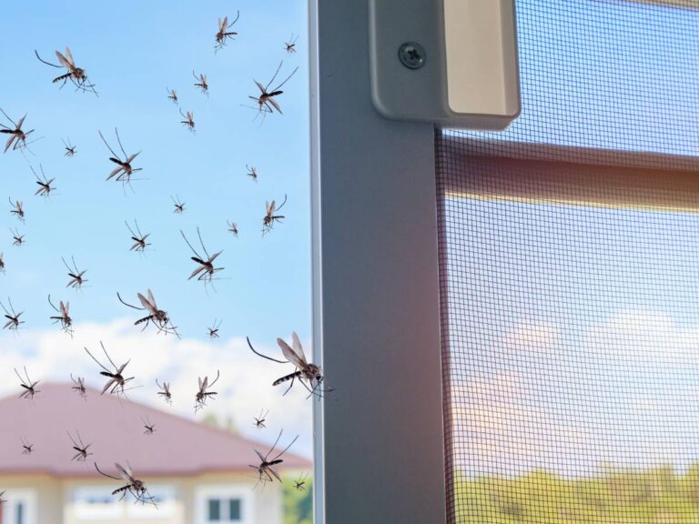 Rój komarów na siatce w oknie Obrazek w artykule Omawiamy, co odstrasza komary w ogrodzie. Poznaj sposoby na komary