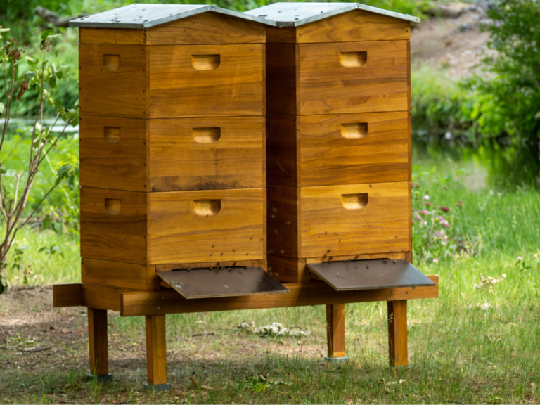 Dwa ule na łące. Obrazek w artykule Na co pomaga pierzga pszczela? Odkryj jej zdrowotne właściwości