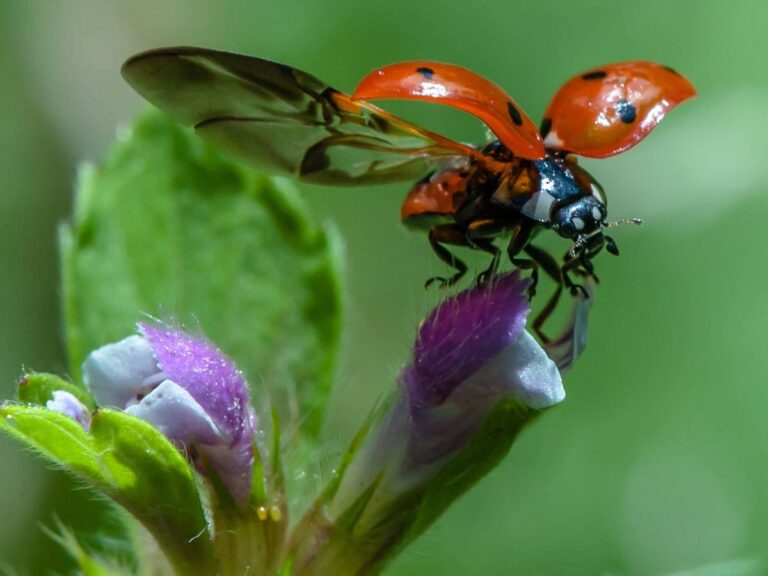 Biedronka w czasie lotu. Obrazek w artykule Wyjaśniamy co odstrasza biedronki. Poznaj sposoby na odstraszanie biedronek