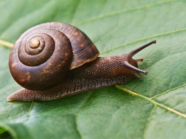 Ślimak w całej okazałości. Obrazek w artykule Wyjaśniamy, co odstrasza ślimaki. Omawiamy skuteczne metody odstraszania ślimaków