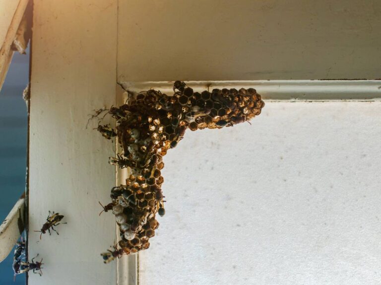 Osy w rogu ściany. Obrazek w artykule Co odstrasza osy? Odkryj, jakie zapachy, rośliny i inne metody są skuteczne