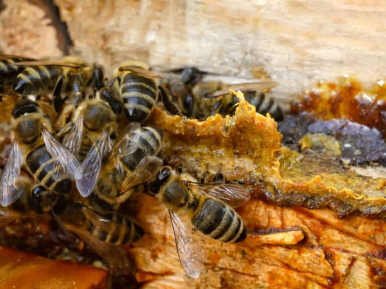 Pszczoły na plastrze. Obrazek w artykule Pierzga jak stosować? Proste sposoby wykorzystania w codziennej diecie