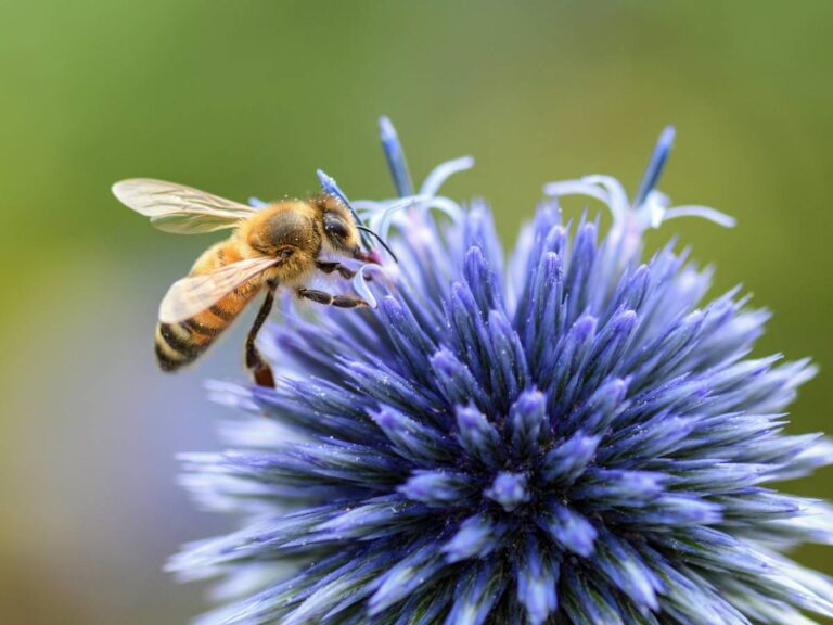 Pszczoła na czosnku ozdobnym. Obrazek w artykule Co odstrasza pszczoły? Odkryj skuteczne sposoby odstraszania pszczół